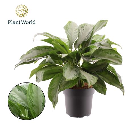 Aglaonema Silver Bay