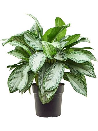 Aglaonema Silver Bay