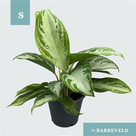 Aglaonema Silver Bay
