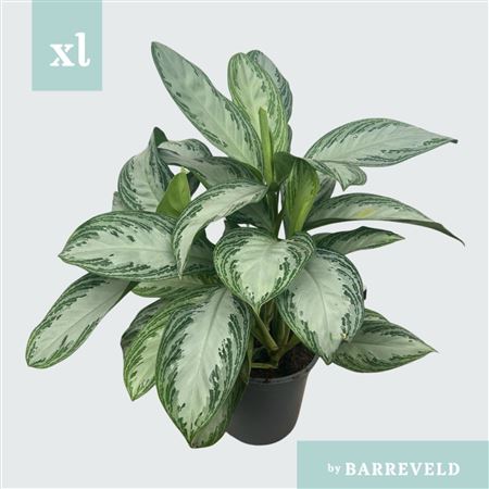 Aglaonema Silver Bay