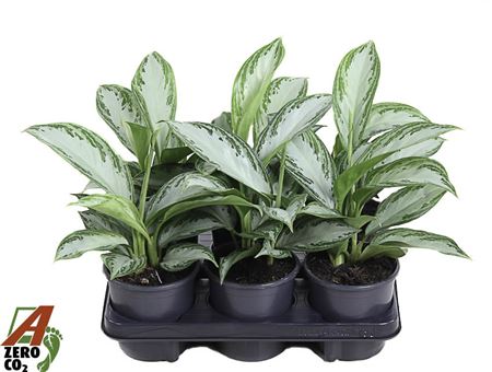 Aglaonema Silver Bay
