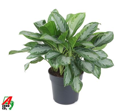 Aglaonema Silver Bay