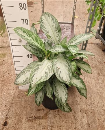 Aglaonema Silver Bay