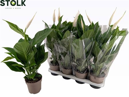 Spath Sweet Silvio 1+