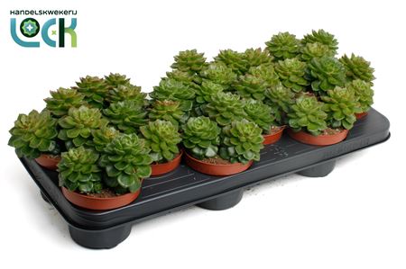 Echeveria Afines