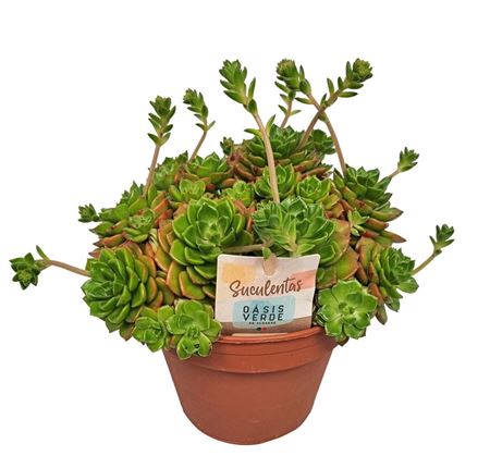 Echeveria Affinis