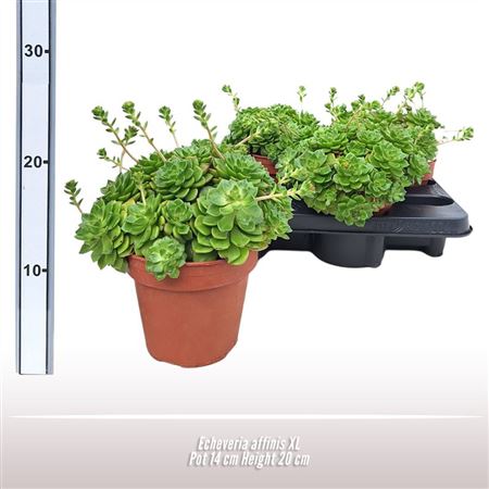 Echeveria Affinis Xl