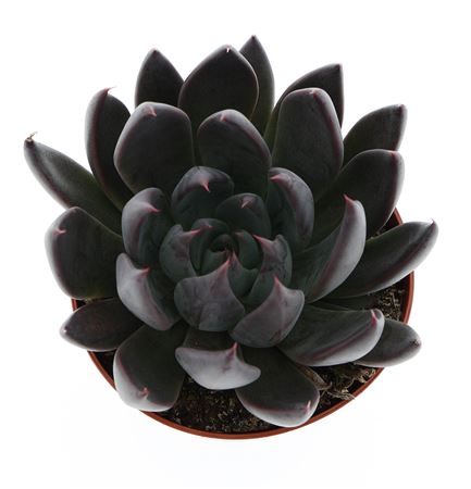 Echeveria Affines