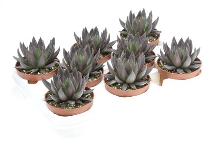 Echeveria Affines