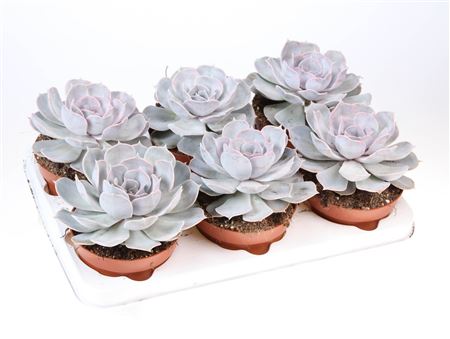 Echeveria Lilacina