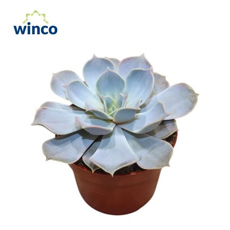 Echeveria Lilacina