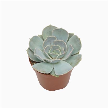 Echeveria Lila China