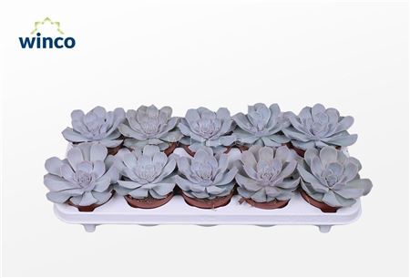 Echeveria Lilacina