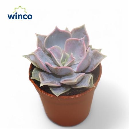 Echeveria Lilacina