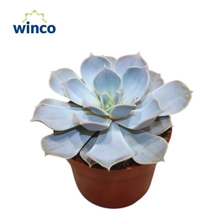 Echeveria Lilacina