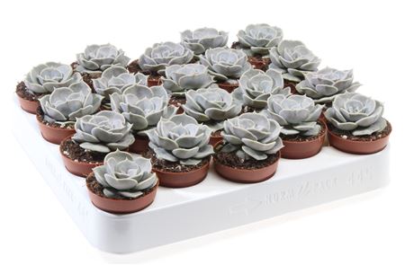 Echeveria Lilacina