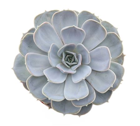 Echeveria Lilacina