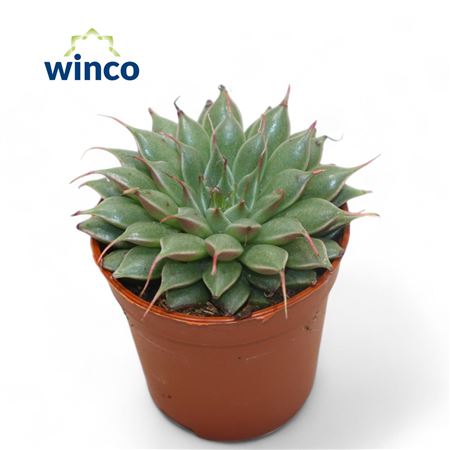 Граптопеталум Фелиферум