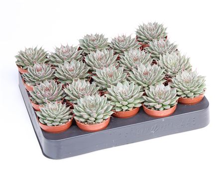 Graptopetalum Filiferum