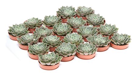 Graptopetalum Bellum