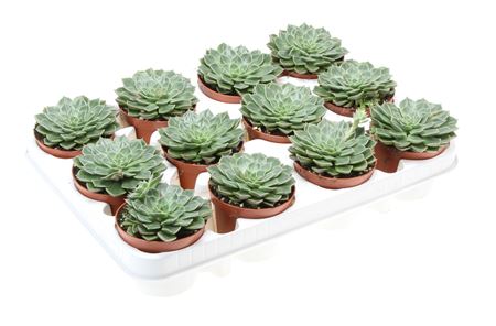 Graptopetalum Bellum