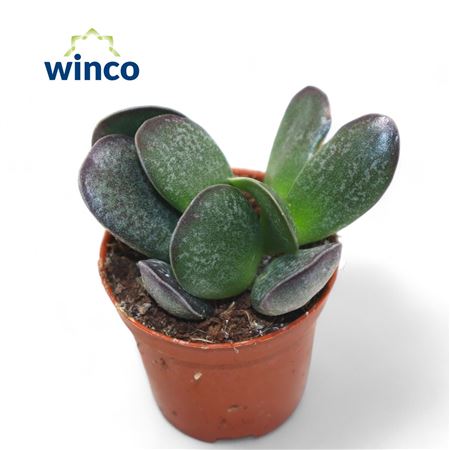 Adromischus Maculatus.