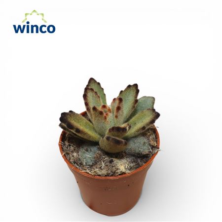 Kalanchoe Coffeebean