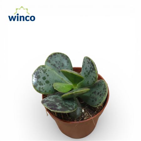 Adromischus Rupicola