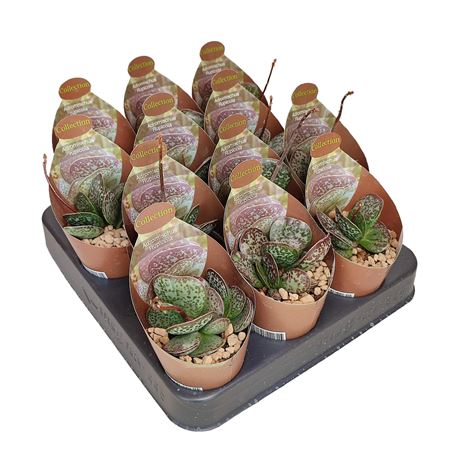 Adromischus Rupicola Potcover