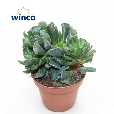 Adromischus Cristatus