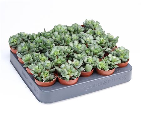 Adromischus Cristatus