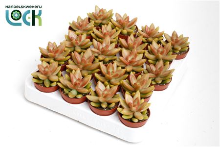 Sedum Adolphii