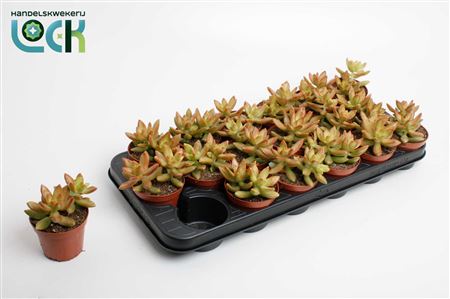 Sedum Adolphii
