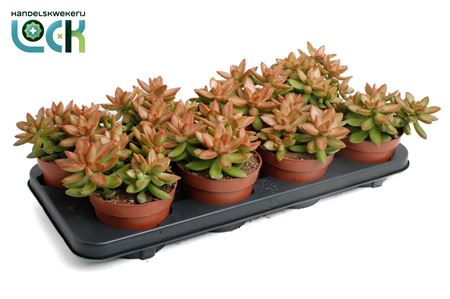 Sedum Adolphii