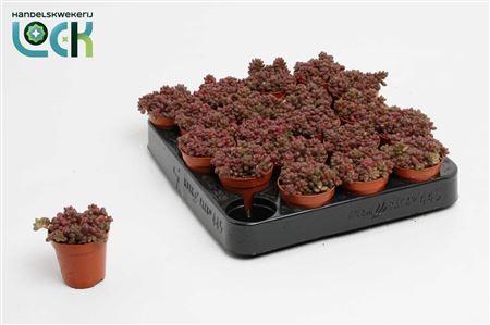Sedum Sthalii