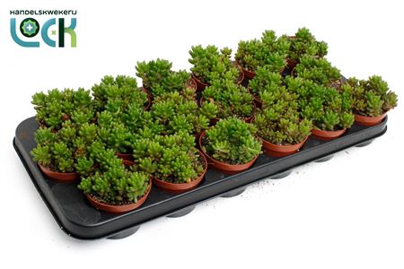 Sedum Rubrotinctum