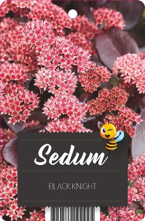 Sedum Black Knight