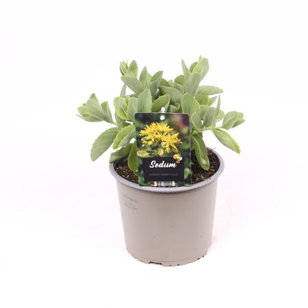 Sedum Hybride Honey Gold
