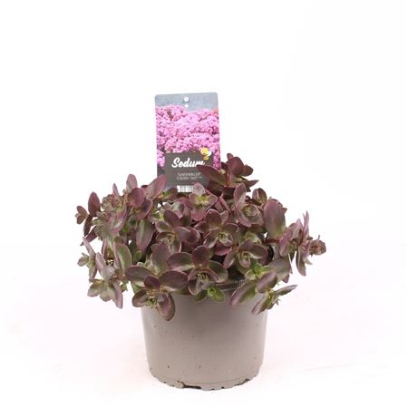 Sedum Cherry Tart