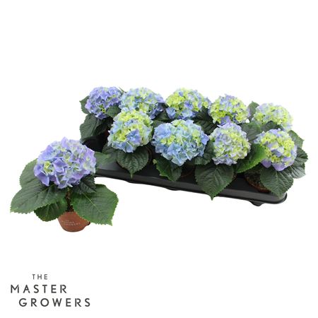 Hydrangea Ma Blue 1pp