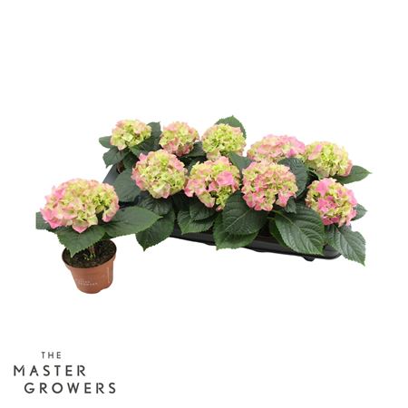 Hydrangea Ma Pink 1pp