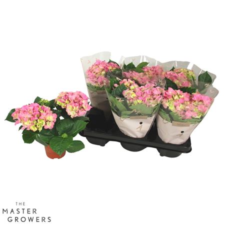 Hydrangea Ma Pink 2+