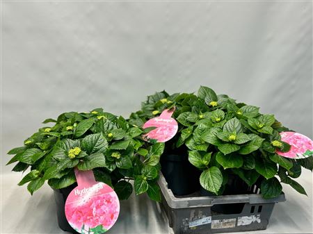 Hydrangea Ma Early Rosa 12+