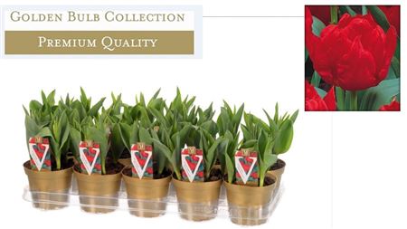 Tulipa Abba Red (deluxe)