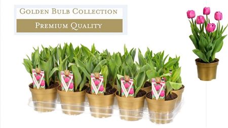 Tulipa Globe (deluxe)