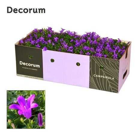 Campanula Porto Longlife Showbox (decorum)