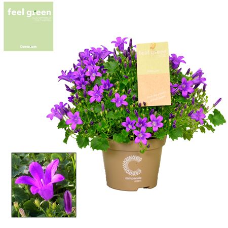 Campanula Porto Feel Green