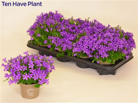 Campanula Porto Longlife