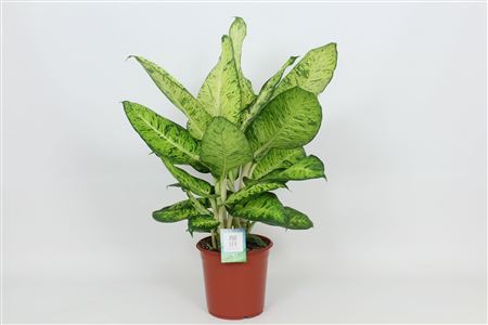Dieffenbachia White Amazon