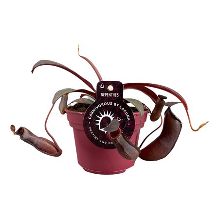 Непентес Ребекка Сопер